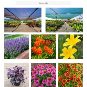 Countryview Farm Nursery: Perennials web page displaying nursery operations and close-up flower varieties in a grid layout.