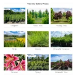 Tidbury Creek Farms nursery gallery grid displaying nine product categories including evergreens, shade trees, flowering trees, shrubs, grasses, and ornamental plants.