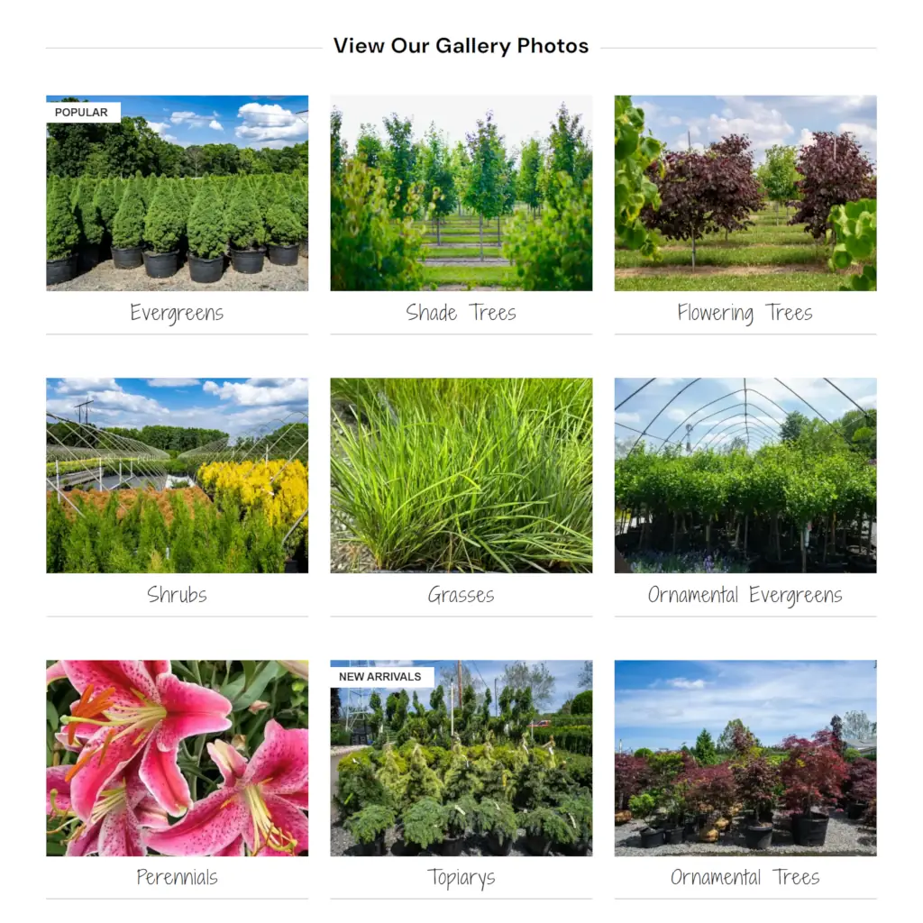 Tidbury Creek Farms nursery gallery grid displaying nine product categories including evergreens, shade trees, flowering trees, shrubs, grasses, and ornamental plants.